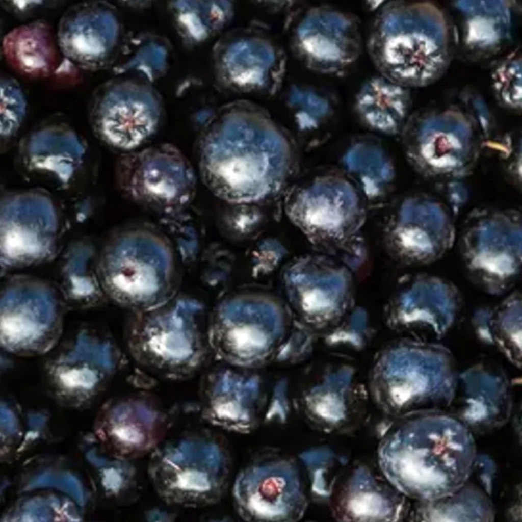 Organic Aroniaberries from Mount Rainier Ecofarm