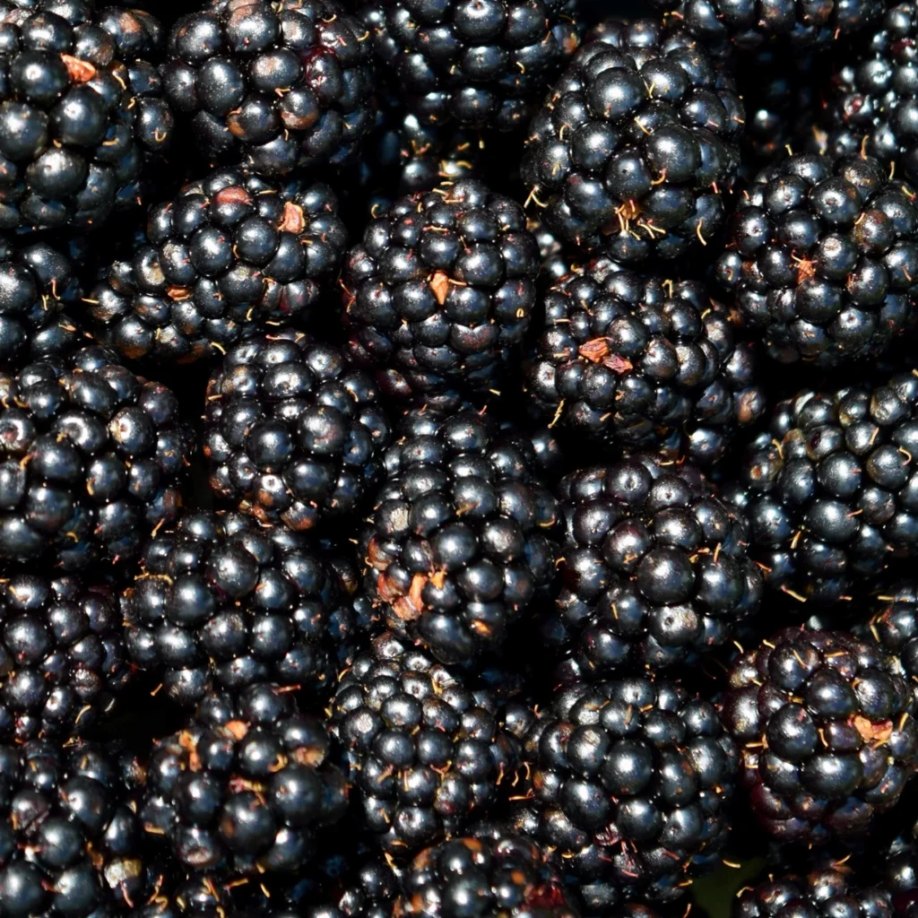 Mount Rainier Ecofarm 100% Organic Blackberries