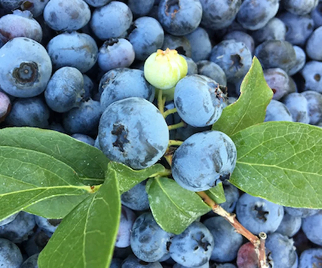 blueberries mount rainier ecofarm