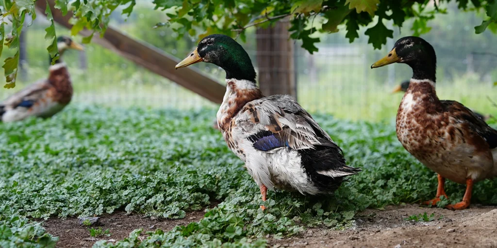 Buff Orpington ducks at Mount Rainier Ecofarm Yakima