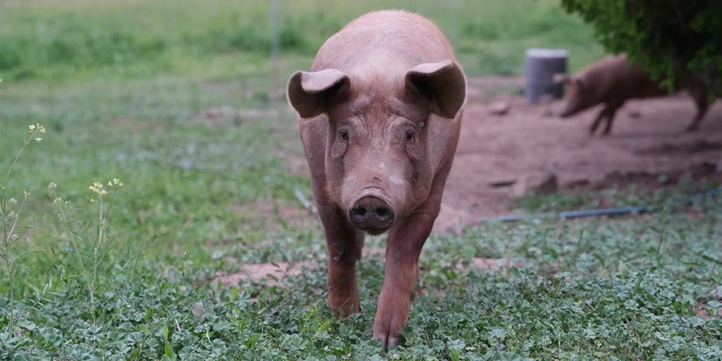 Tamworth Boar - Mount Rainier Ecofarm Yakima