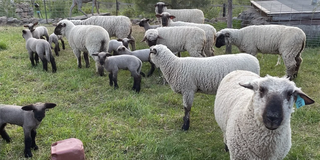 Shropshire Sheep at Mount Rainier Ecofarm, 100% organic farm in Washington - Yakima