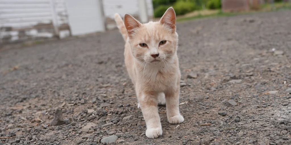 Kitten - Mount Rainier Ecofarm Yakima