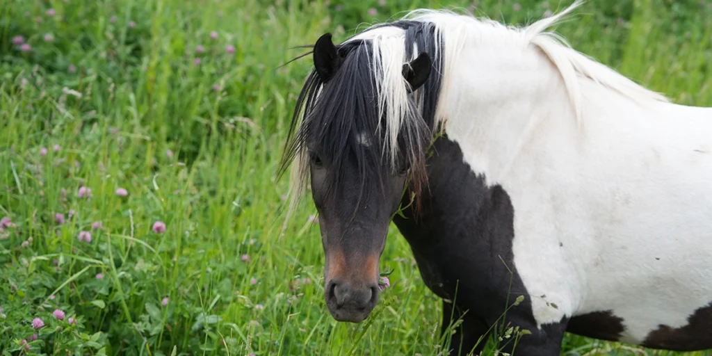 American Shetland Pony at Mount Rainier Ecofarm, Yakima Washington