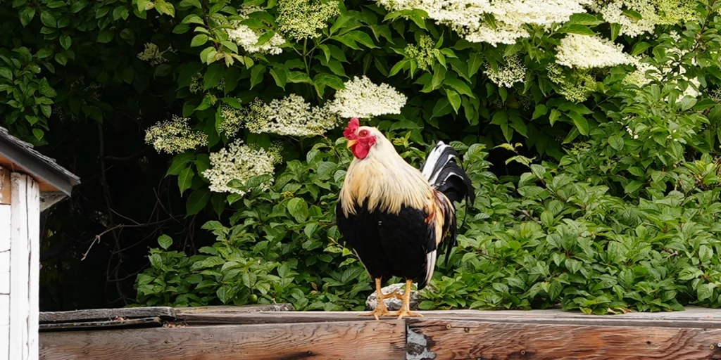 Rooster - Mount Rainier Ecofarm Yakima