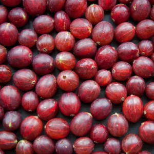 Mount Rainier Ecofarm Organic Gooseberries - frozen and U-Pick organic gooseberries