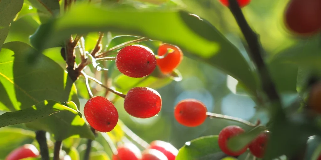 U-Pick Goumi berries Mount Rainier Ecofarm