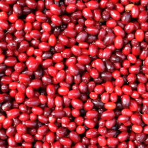 Mount Rainier Ecofarm Organic Goumi Berries - frozen and U-Pick organic Goumiberries