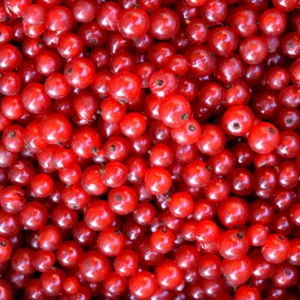 Mount Rainier Ecofarm Organic Redcurrants - frozen and U-Pick organic European red currant berries