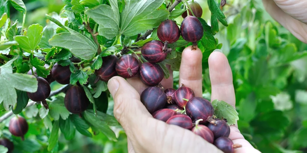 Mount Rainier Ecofarm - U-Pick Gooseberries