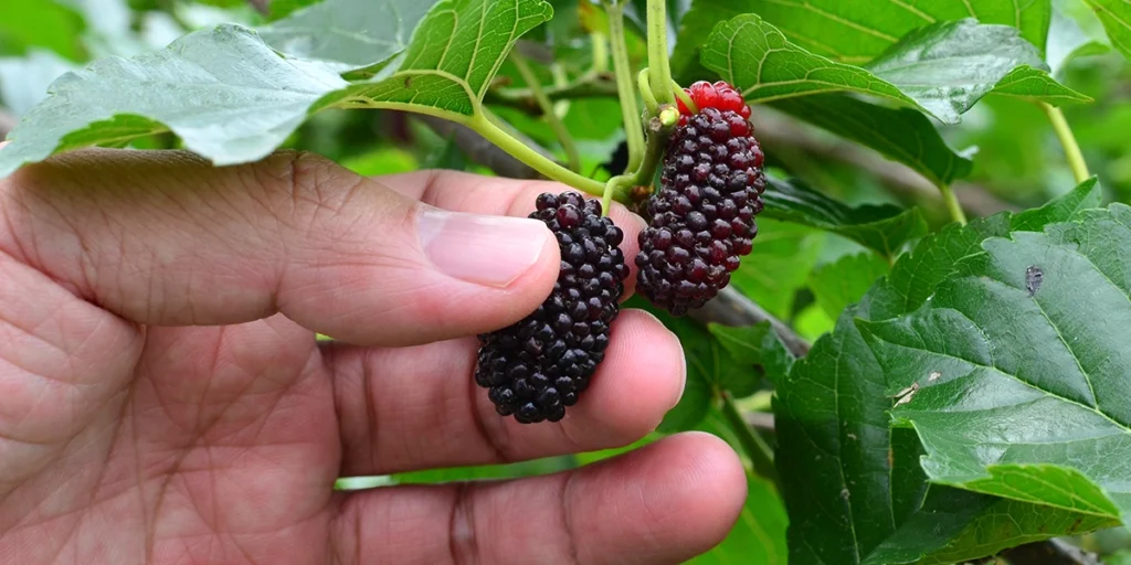 Mount Rainier Ecofarm - Mulberry U-Pick