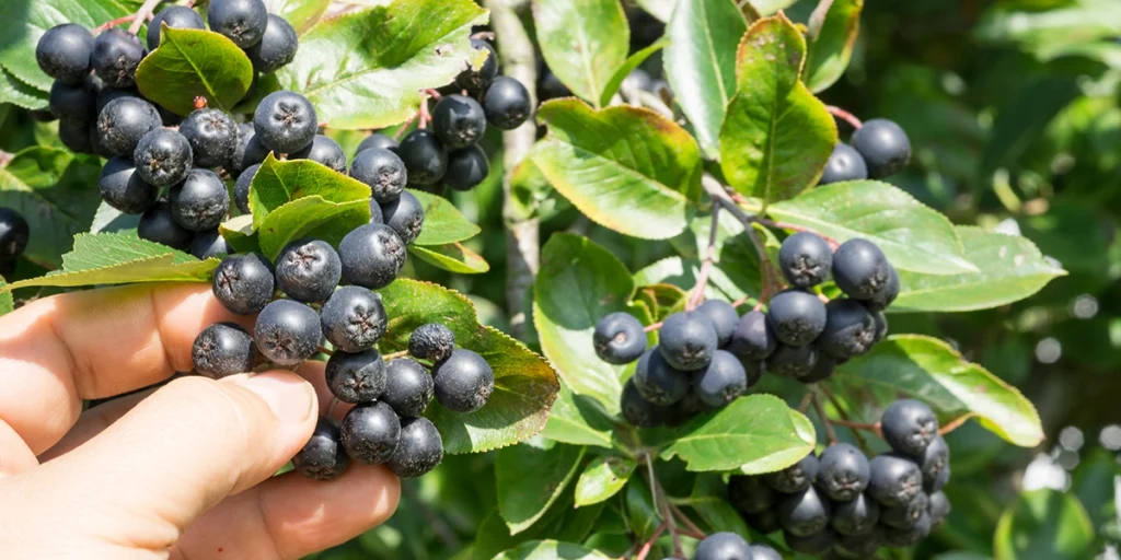 Organic Aroniaberries - U-Pick - Mount Rainier Ecofarm