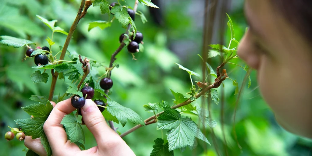 Mount Rainier Ecofarm - U-Pick Blackcurrants picking