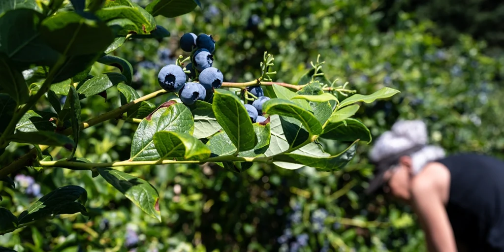 Mount Rainier Ecofarm - U-Pick blueberries - Blueberry Picking Yakima
