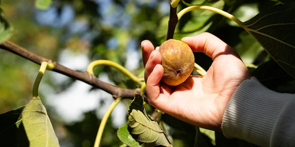 Mount Rainier Ecofarm - FigFest 2028 - Fig Harvest U-Pick
