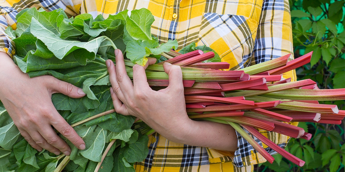 rhubarb