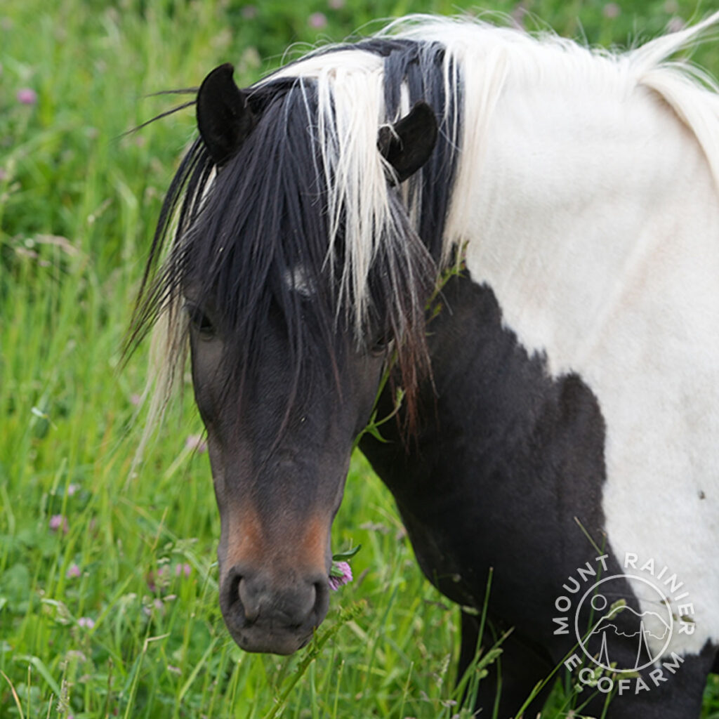 Latte, an American Shetland pony, standing in green pasture at Mount Rainier Ecofarm in Yakima, Washington